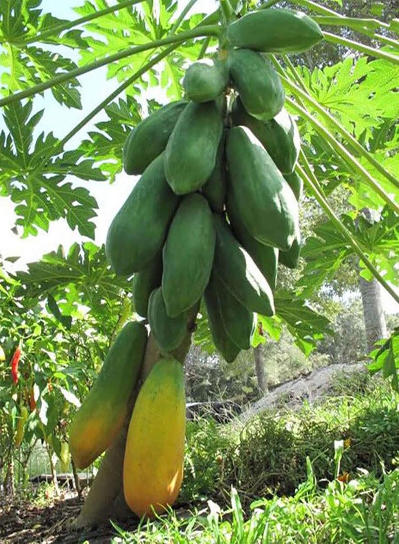 GGOOT 100Pcs/Bag Papaya Seeds Rare Non GMO Small Yellow Sweet Papaya Seeds for Garden - Papaya Seeds - Image 4