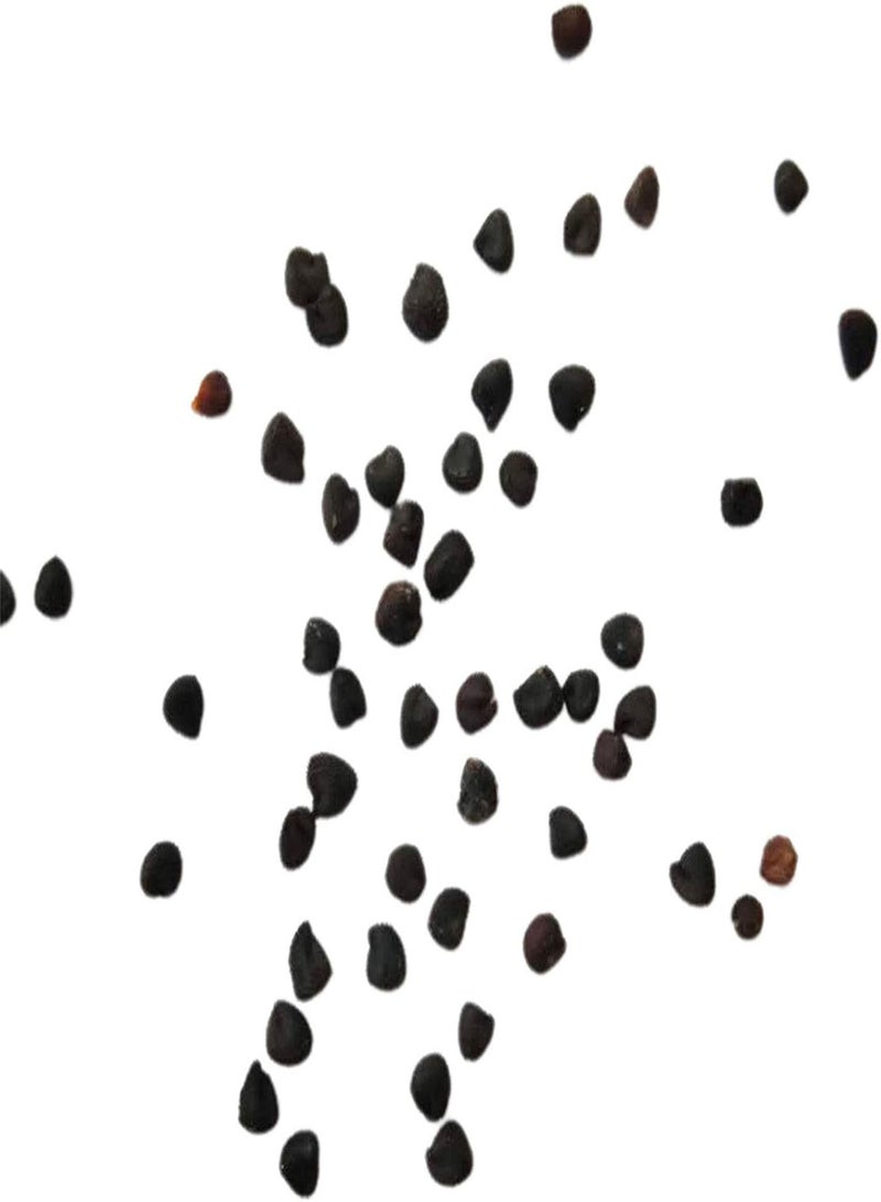 GGOOT 100Pcs/Bag Papaya Seeds Rare Non GMO Small Yellow Sweet Papaya Seeds for Garden - Papaya Seeds - Image 5