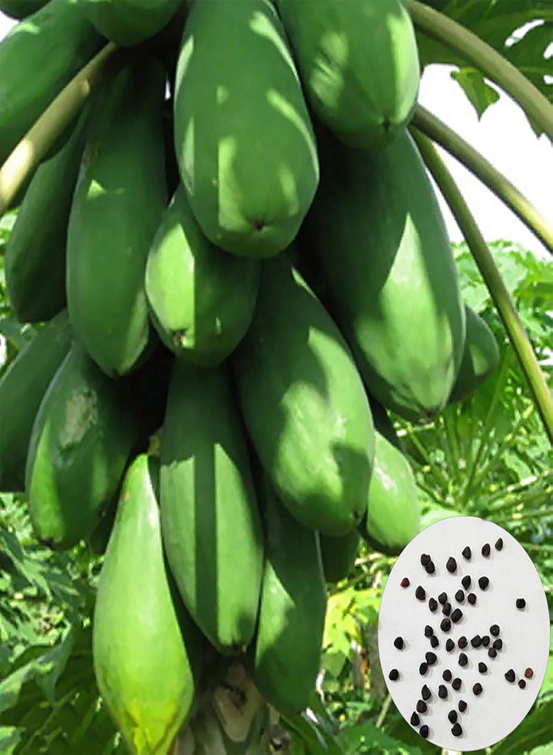 GGOOT 100Pcs/Bag Papaya Seeds Rare Non GMO Small Yellow Sweet Papaya Seeds for Garden - Papaya Seeds - Image 1