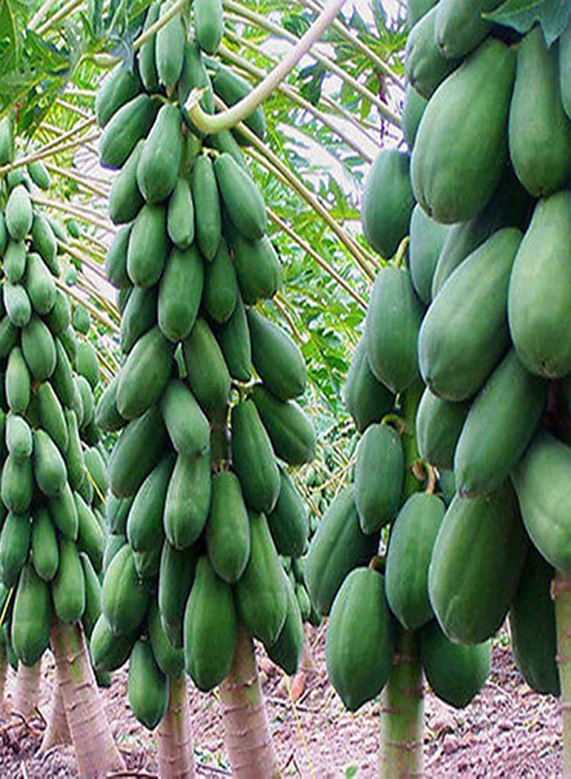 GGOOT 100Pcs/Bag Papaya Seeds Rare Non GMO Small Yellow Sweet Papaya Seeds for Garden - Papaya Seeds - Image 3