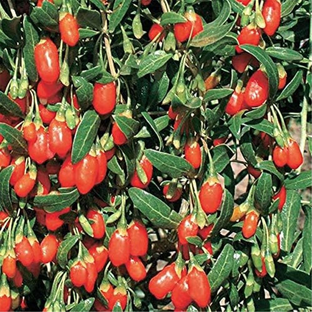 Generic Goji Berry 50+ Seeds Lycium Barbarum Superfruit | Best Price ...