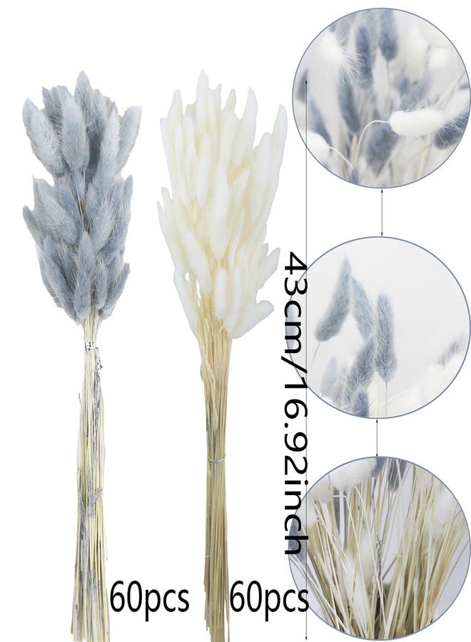 CITYES 120Pcs Dried Bunny Tails Flower Lagurus Ovatus Natural Dried Flowers Rabbit Tail Grass Gray and White Dried Pampas Grass Dried Floral Arrangement for Boho Decor Wedding Home DIY Farmhouse Table - Image 2