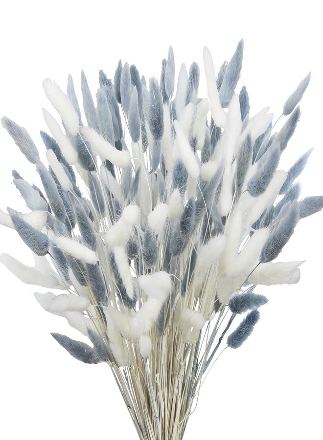CITYES 120Pcs Dried Bunny Tails Flower Lagurus Ovatus Natural Dried Flowers Rabbit Tail Grass Gray and White Dried Pampas Grass Dried Floral Arrangement for Boho Decor Wedding Home DIY Farmhouse Table - Image 1