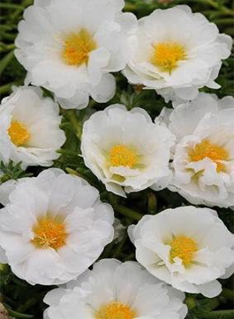 GGOOT Portulaca Happy Trails MSP White 100 Seeds