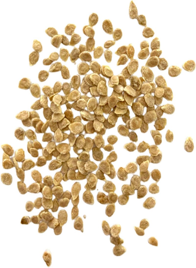 GGOOT 50Pcs Vegetable Seeds Productive No Pesticide Clumping Mixed Natural Tomato Seeds Garden Accessories Bonsai Seeds Garden - Image 3