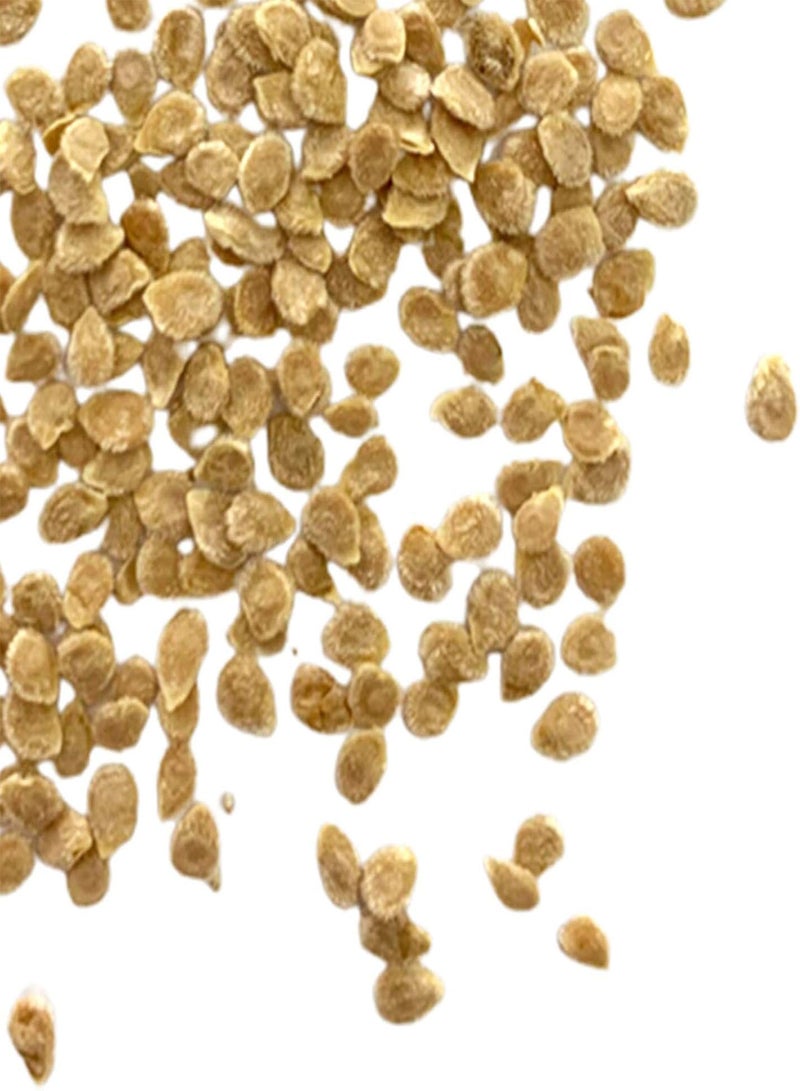 GGOOT 50Pcs Vegetable Seeds Productive No Pesticide Clumping Mixed Natural Tomato Seeds Garden Accessories Bonsai Seeds Garden - Image 4