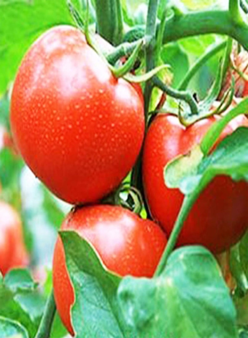 GGOOT 50Pcs Vegetable Seeds Productive No Pesticide Clumping Mixed Natural Tomato Seeds Garden Accessories Bonsai Seeds Garden - Image 1