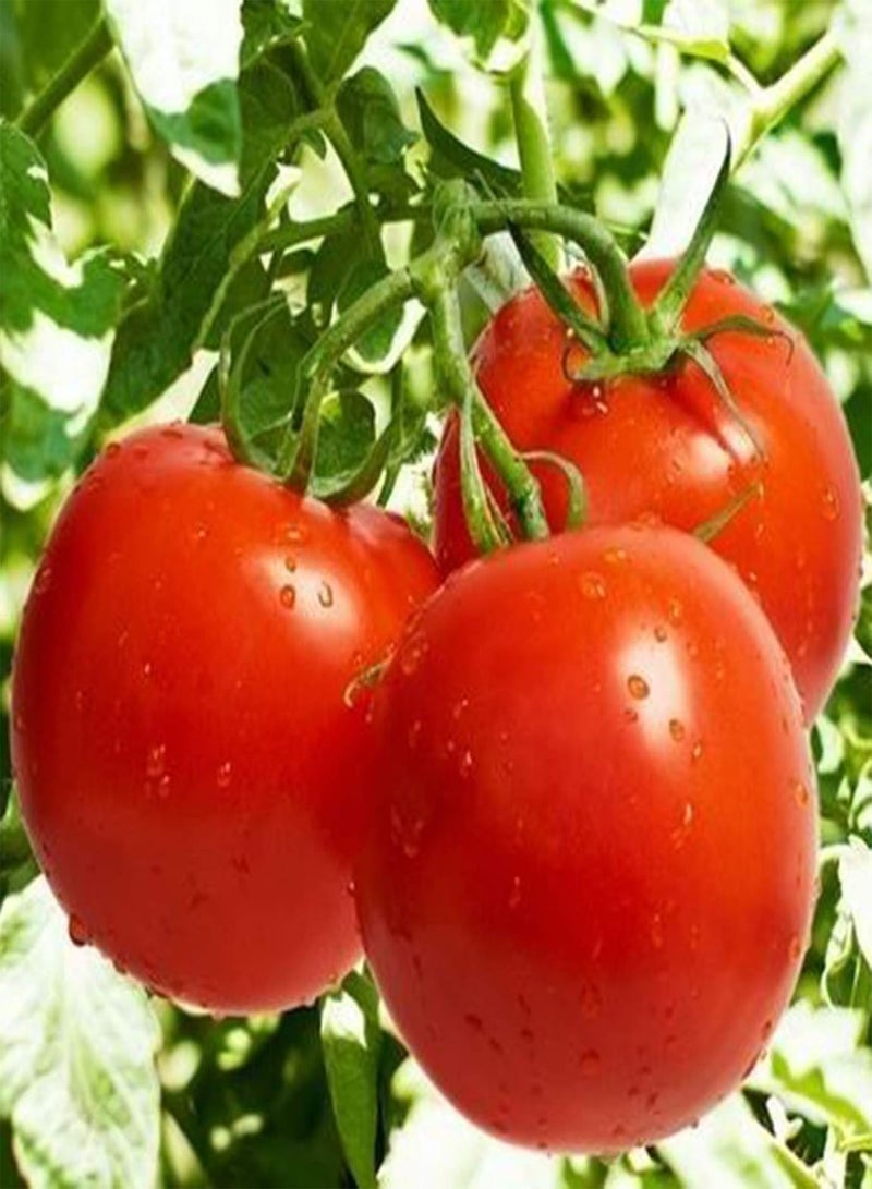 GGOOT 50Pcs Vegetable Seeds Productive No Pesticide Clumping Mixed Natural Tomato Seeds Garden Accessories Bonsai Seeds Garden - Image 2
