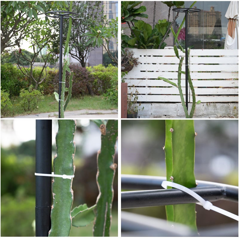GOOOXIM 14"x14"x60" 1PCS Dragon Fruit Trellis - Durable Metal Vertical Support Frame for Climbing Plants, Easy Assembly with Instructions, for Dragon Fruit Enthusiasts - Image 4