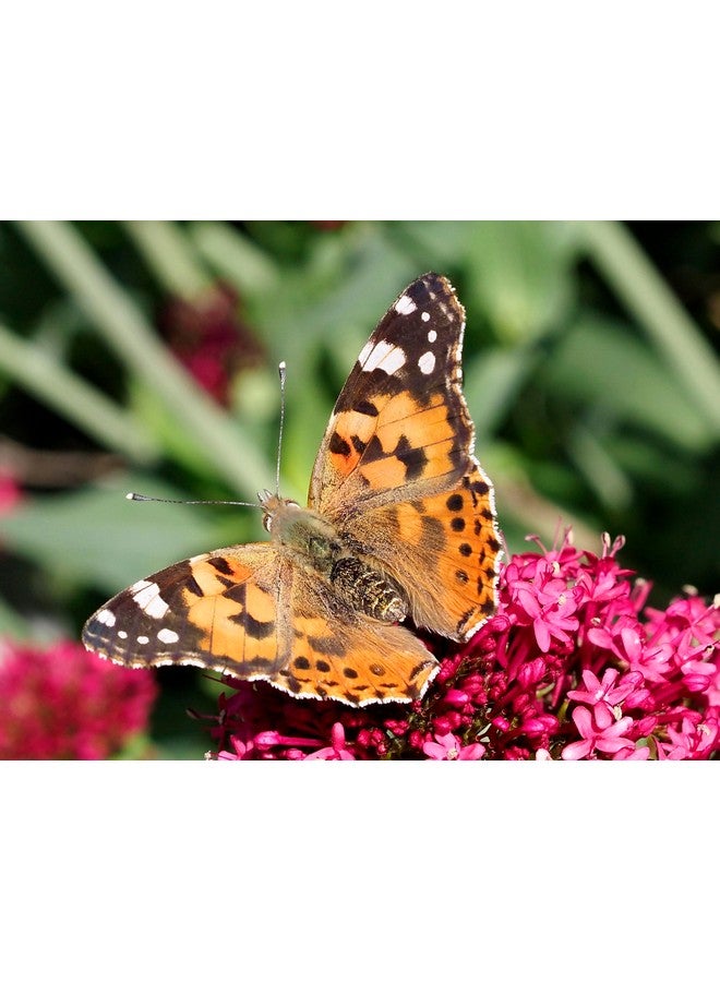 Insect Lore Insect Lore Butterfly Garden | 5 Live Baby Caterpillars | Habitat, Feeder, Chrys-A-Lid Log, STEM Journal Included | Raise and Release Painted Lady Butterflies - Image 2