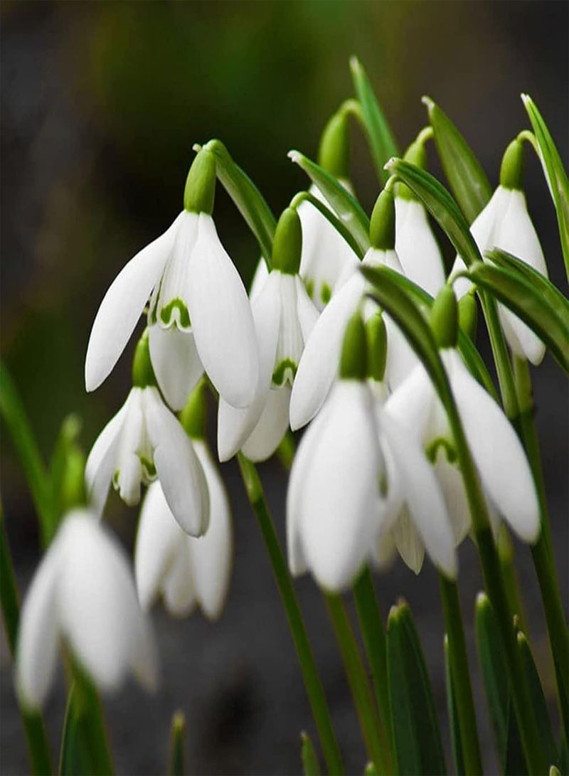 GGOOT 200Pcs/Bag Galanthus Nivalis Seeds Fantastic Good Harvest White Spring Summer Flower Seeds for Balcony - Seed - Image 1
