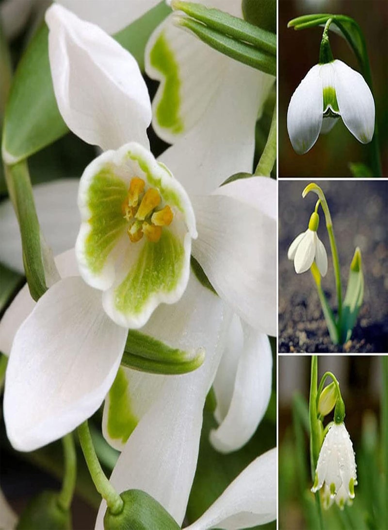 GGOOT 200Pcs/Bag Galanthus Nivalis Seeds Fantastic Good Harvest White Spring Summer Flower Seeds for Balcony - Seed - Image 2
