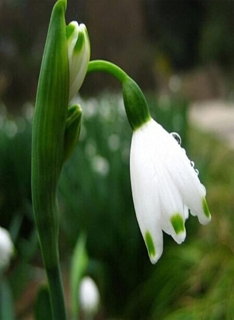 GGOOT 200Pcs/Bag Galanthus Nivalis Seeds Fantastic Good Harvest White Spring Summer Flower Seeds for Balcony - Seed - Image 5