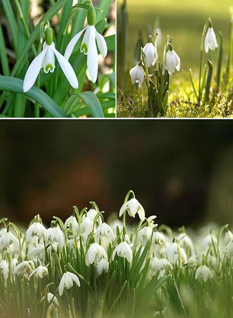 GGOOT 200Pcs/Bag Galanthus Nivalis Seeds Fantastic Good Harvest White Spring Summer Flower Seeds for Balcony - Seed - Image 3