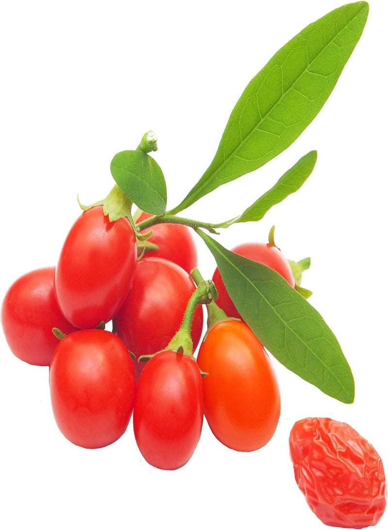 GGOOT Red Wolfberry Seeds 5g About 20pcs Organic Sweet Goji Berries Fructus Lycll Fresh Wild Premium Herb Plants Seeds for Planting Garden Yard Outdoor Decor - Image 1