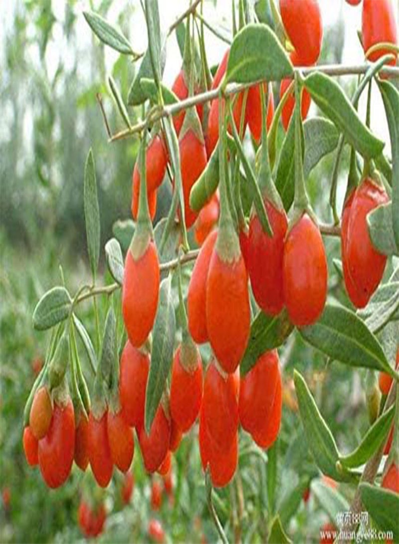 GGOOT Red Wolfberry Seeds 5g About 20pcs Organic Sweet Goji Berries Fructus Lycll Fresh Wild Premium Herb Plants Seeds for Planting Garden Yard Outdoor Decor - Image 3