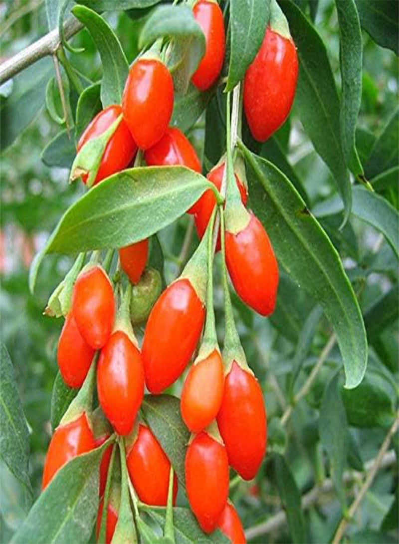 GGOOT Red Wolfberry Seeds 5g About 20pcs Organic Sweet Goji Berries Fructus Lycll Fresh Wild Premium Herb Plants Seeds for Planting Garden Yard Outdoor Decor - Image 2