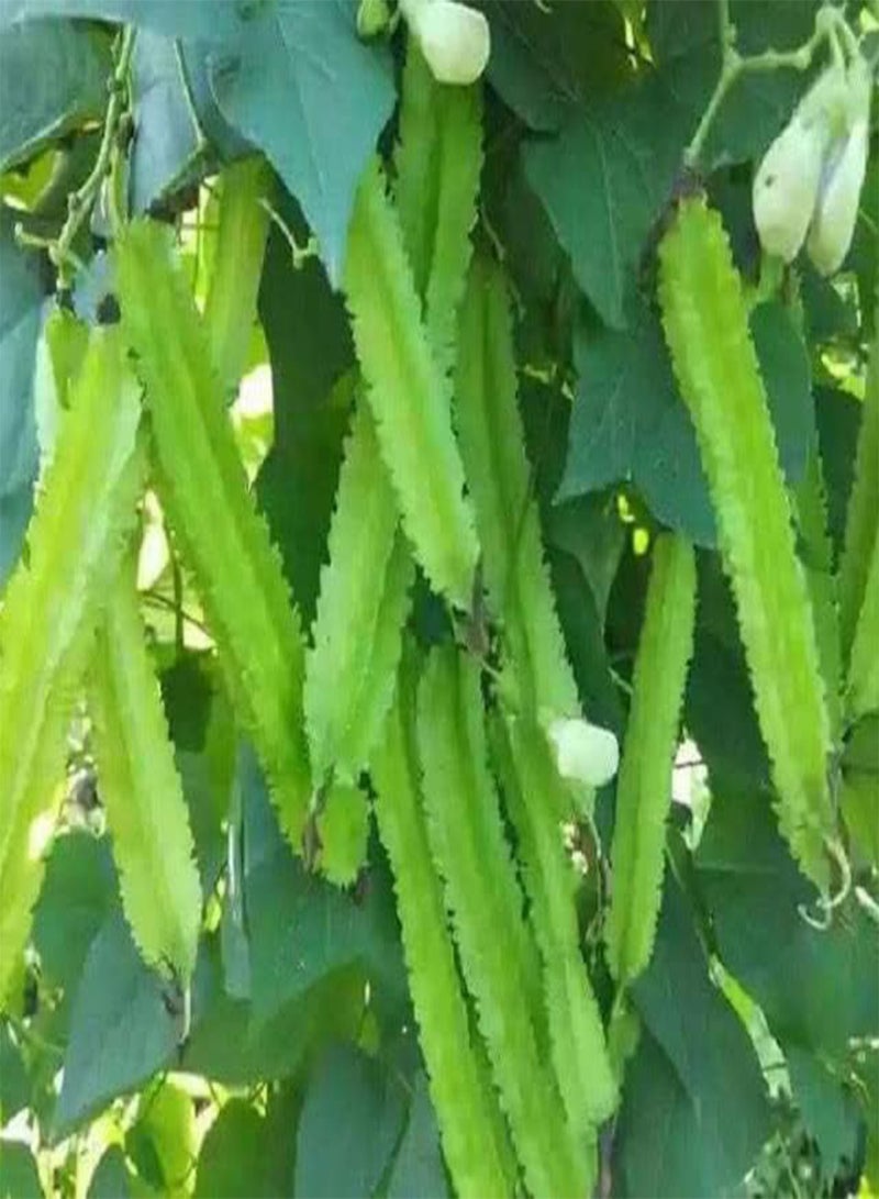 جي جوت بذور التنين، بذور الكرمة، بذور مجنحة، بذور الهليون المجنحة ذات الزوايا الأربع أو بذور البازلاء أو بذور البستنة المنزلية (60 جرامًا) (300) - Image 3