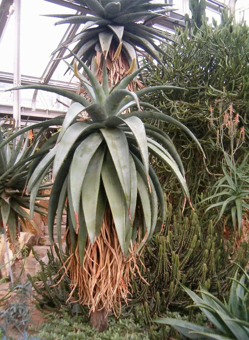 GGOOT Aloe Ferox Red Aloe Bitter Aloe Tree 5 Fresh Seeds  - Image 3