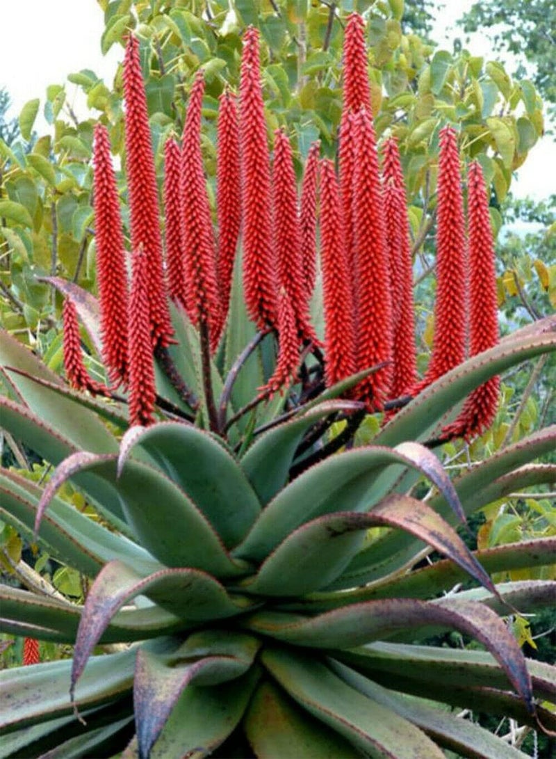 GGOOT Aloe Ferox Red Aloe Bitter Aloe Tree 5 Fresh Seeds  - Image 1
