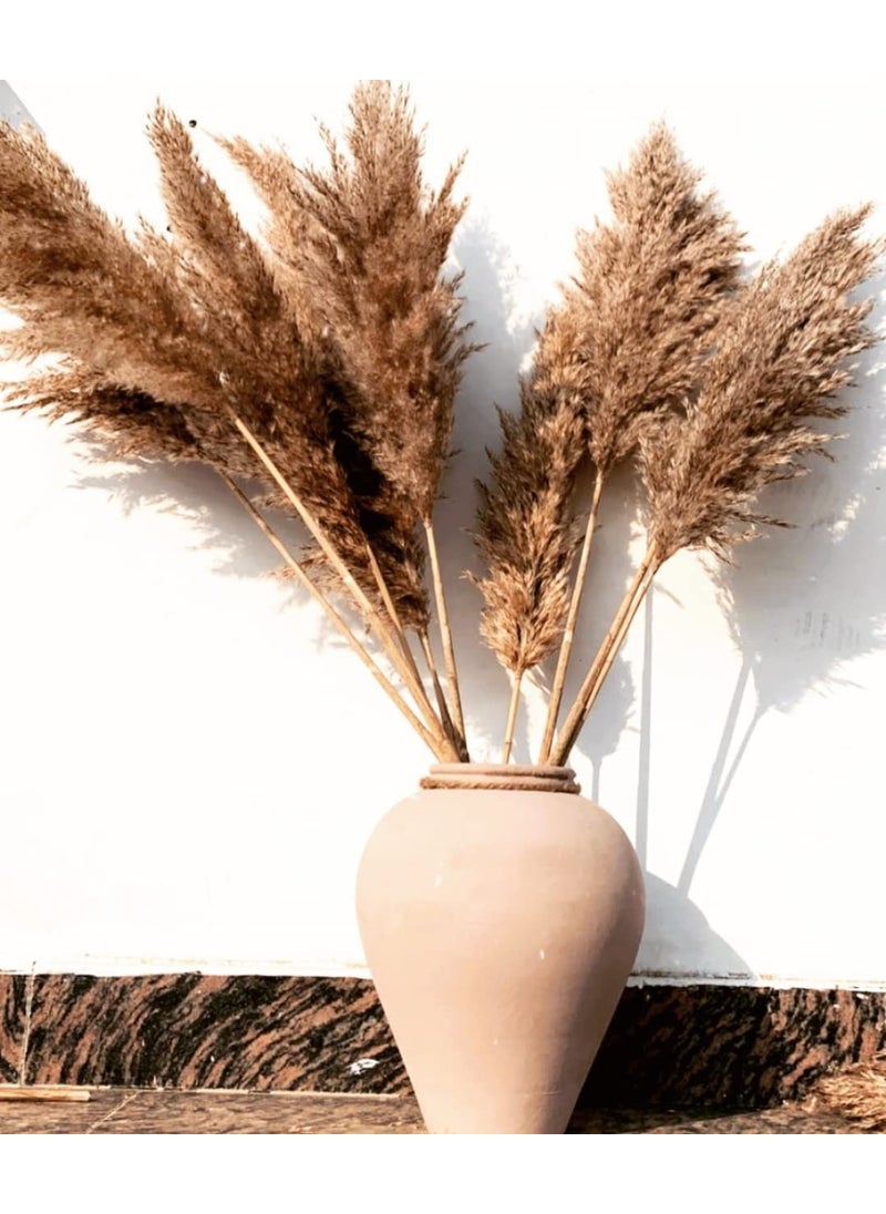Generic Fluffy Pampas Grass 10 pieces  - Image 1