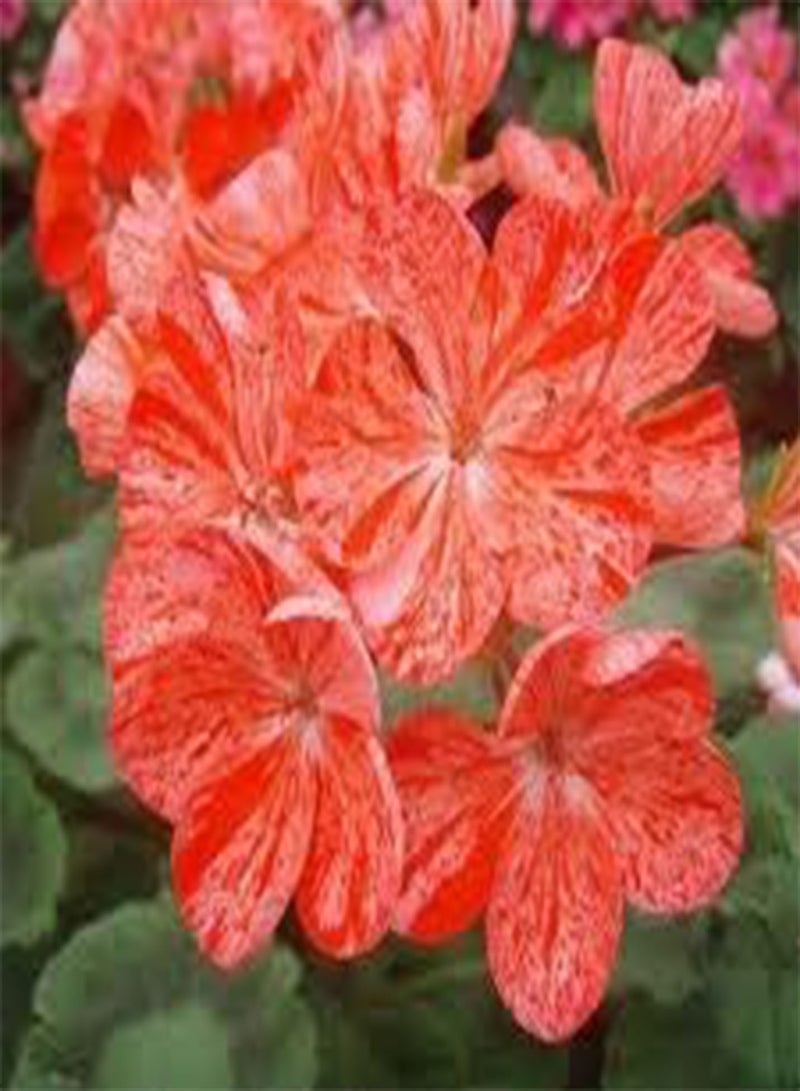 GGOOT seeds Fresh 30Pcs Geranium Pelargonium Flower Seeds for Planting Orange Mix