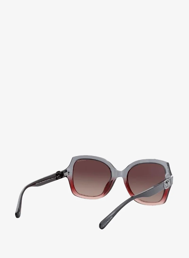 Coach  0HC8295 Oversized Sunglasses for Women | Best Price UAE