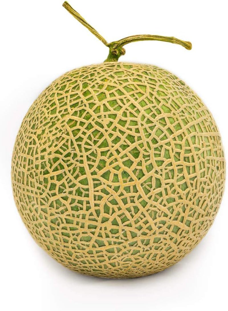 جي جوت 50Stück Cantaloupe Samen Golden einzigartige Gartenarbeit Zierfrüchte hoher Ertrag Einfach zu pflanzen kletternde blühende Weinkräuter für die Gartenpflanzung - Image 3
