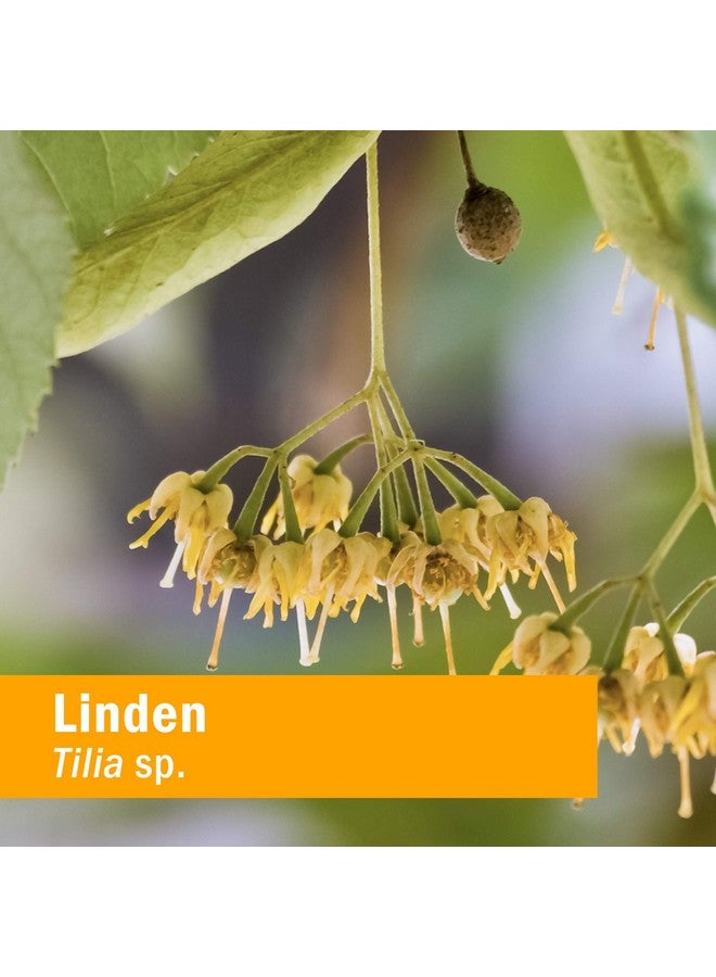 Herb Pharm Linden Liquid Extract for Cardiovascular and Circulatory Support - 1 Ounce - Image 2