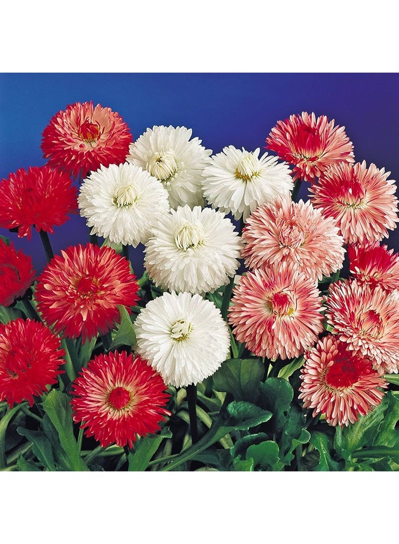 BIOCARVE SEEDS bellis monstrosa double mix - Image 3