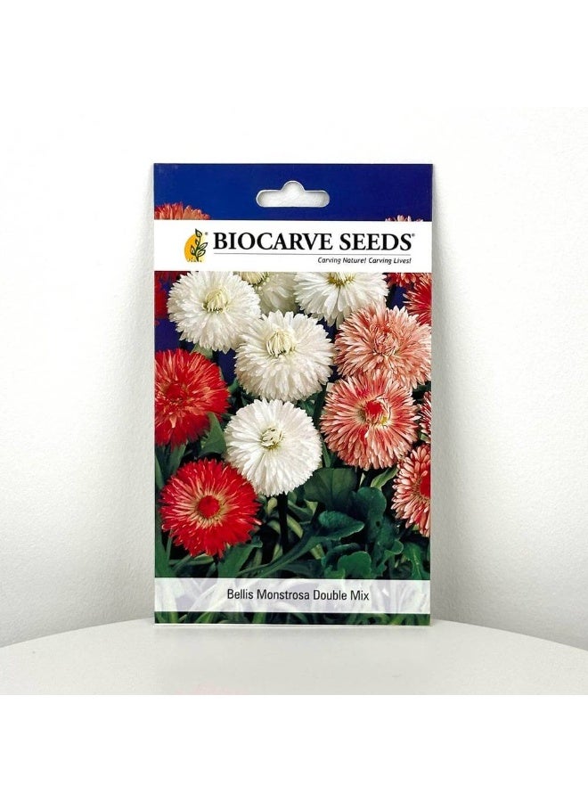 BIOCARVE SEEDS bellis monstrosa double mix - Image 1