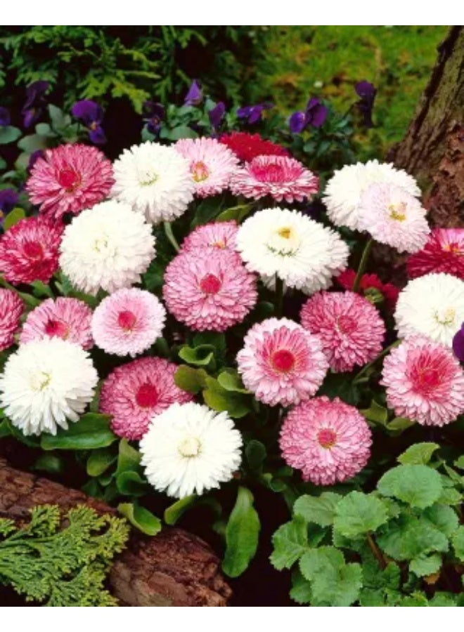 BIOCARVE SEEDS bellis monstrosa double mix - Image 2