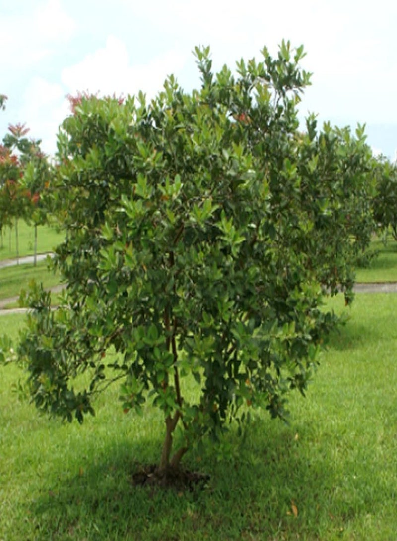 GGOOT Guava, Psidium Guajava, 50 Tree Seeds (Edible Fruit, Fast Growing) - Image 4