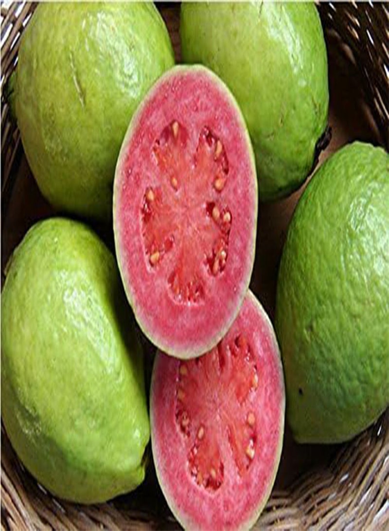 GGOOT Guava, Psidium Guajava, 50 Tree Seeds (Edible Fruit, Fast Growing) - Image 1