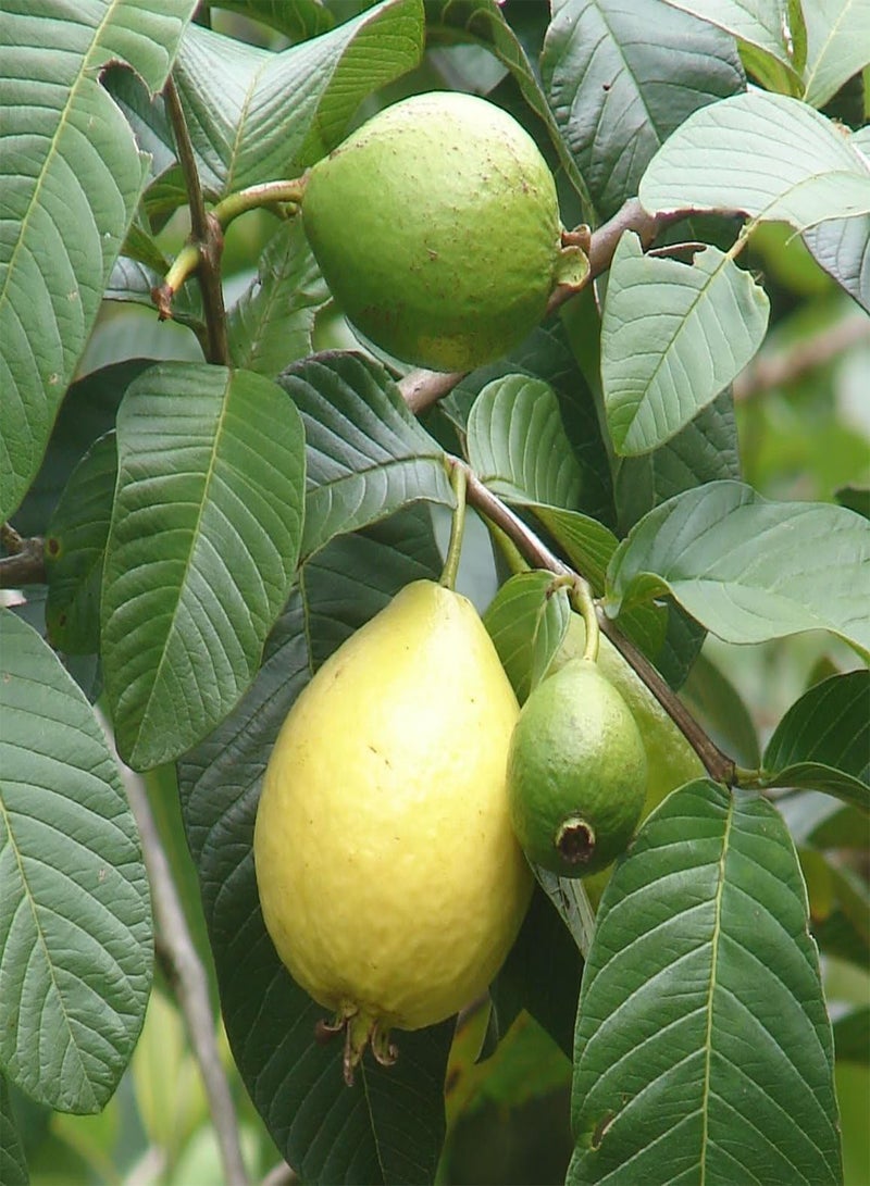 GGOOT Guava, Psidium Guajava, 50 Tree Seeds (Edible Fruit, Fast Growing) - Image 2