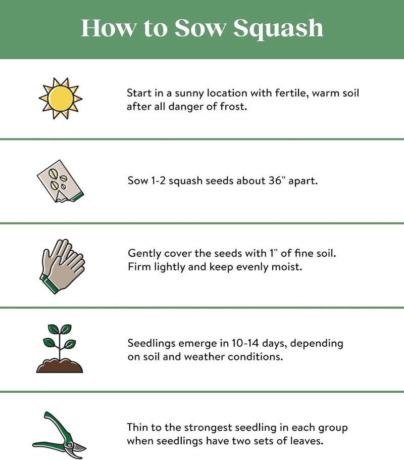 Burpee Fordhook Zucchini Summer Squash Seeds 50 seeds - Image 3