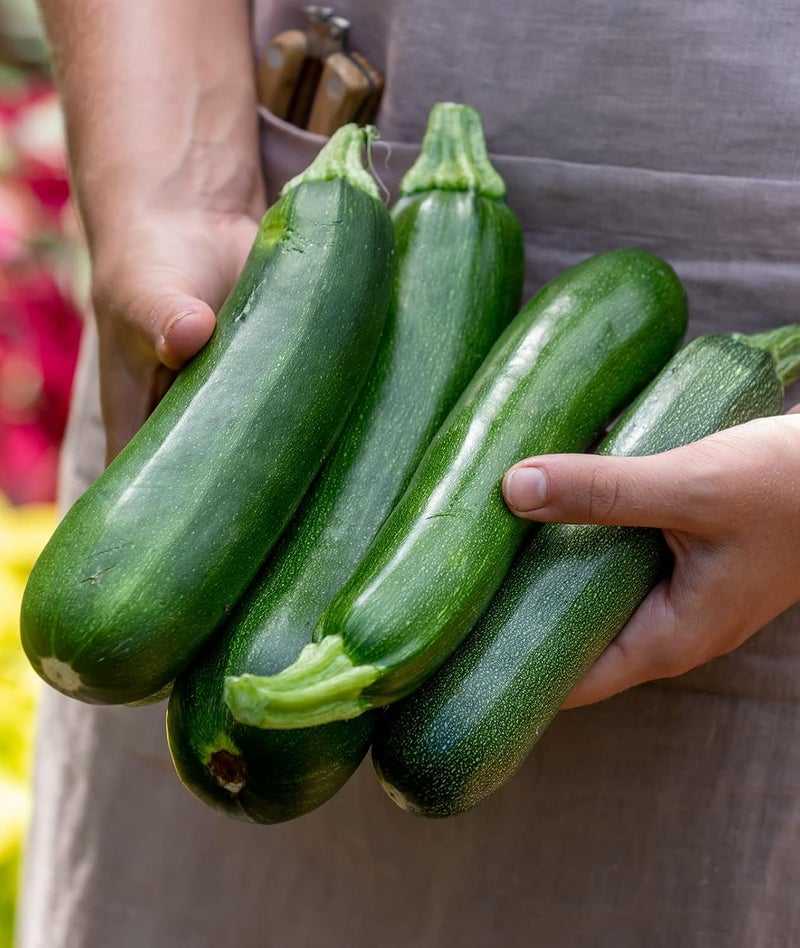 Burpee Fordhook Zucchini Summer Squash Seeds 50 seeds - Image 1