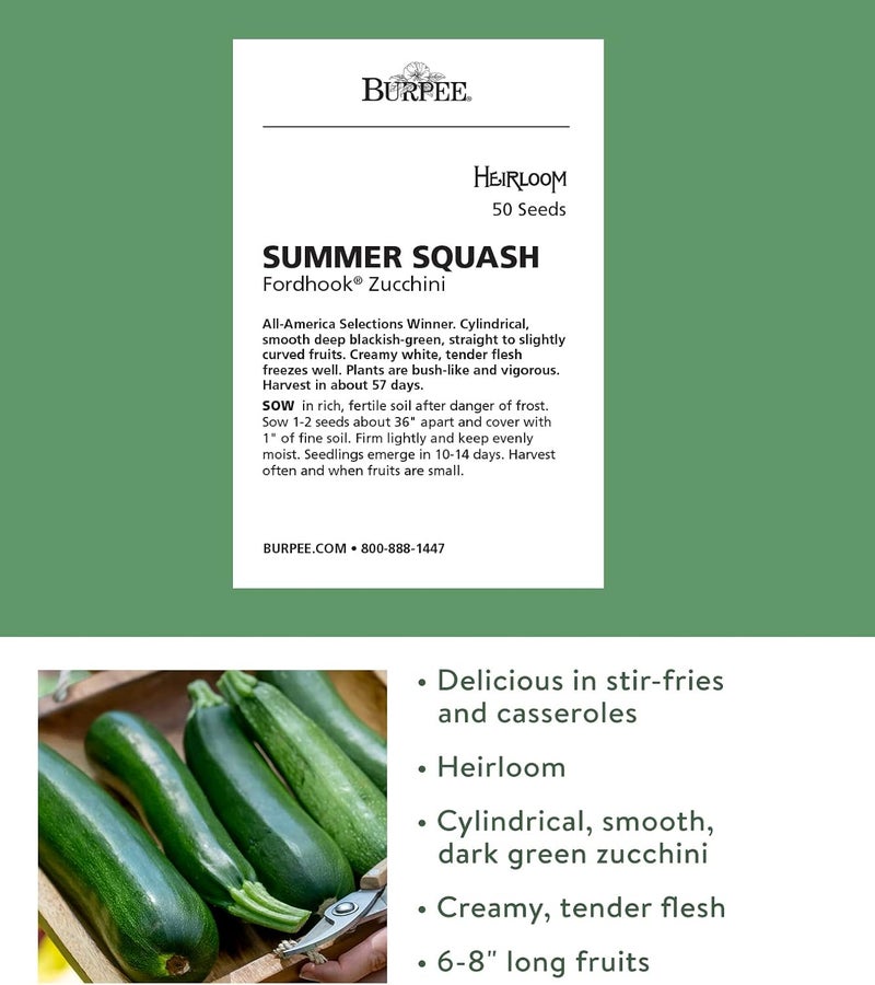 Burpee Fordhook Zucchini Summer Squash Seeds 50 seeds - Image 2