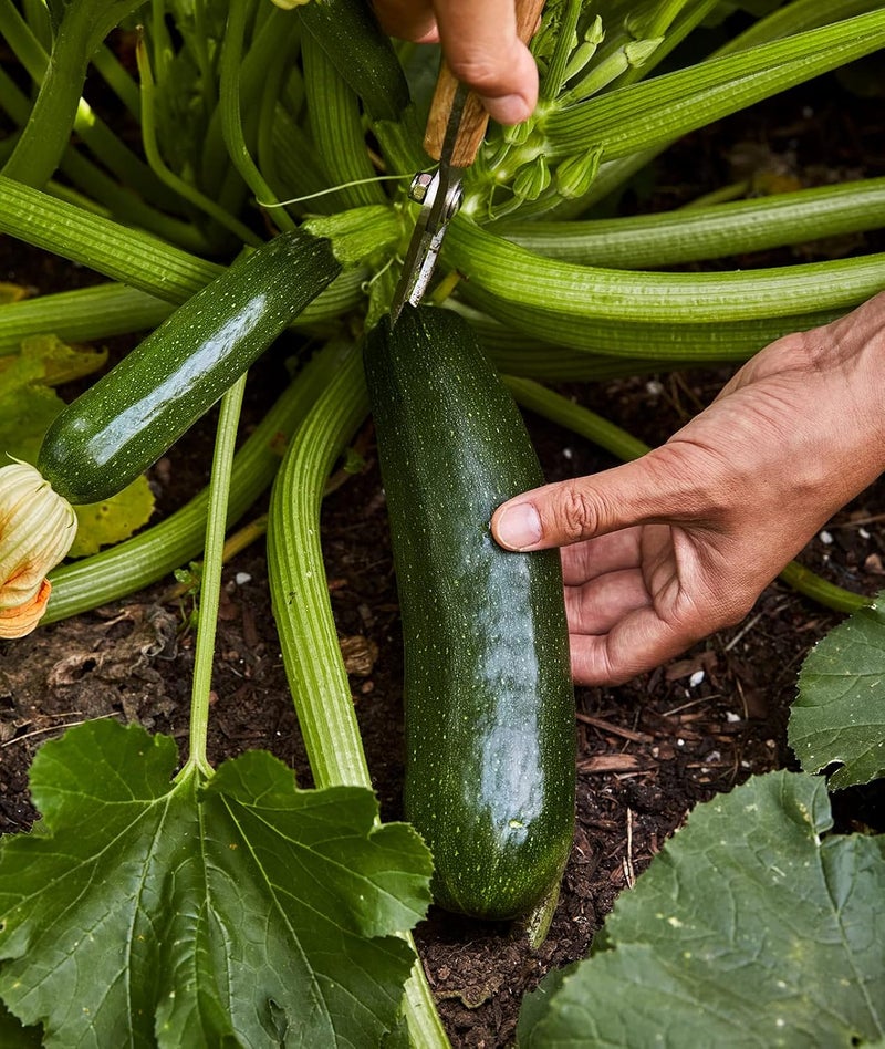 Burpee Fordhook Zucchini Summer Squash Seeds 50 seeds - Image 5