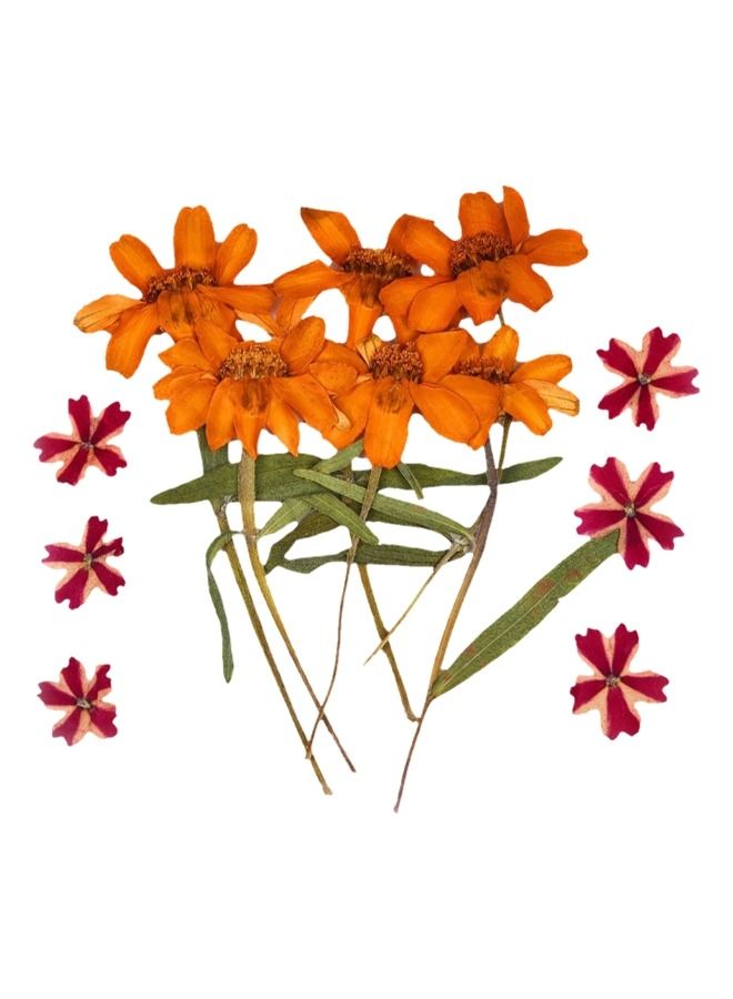 Graffiti Resin Real Dried Flower Natural Dry Plants For Candle Epoxy Resin Pendant Necklace Jewelry Making Craft Diy Accessori  - Image 2