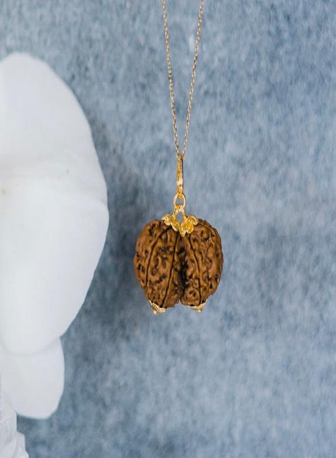 IRIS GEMS Gauri Shankar Rudraksha أصلي نيبالي معتمد مقاس كبير नेपाली गौरी शंकर रुप्राक्ष Gowri Shankar Rudraksha نيبال جوري شانكار Shiv Gauri/Shiv Shakti Rudraskha حبة مقدسة نقية Rudraksha - Image 2