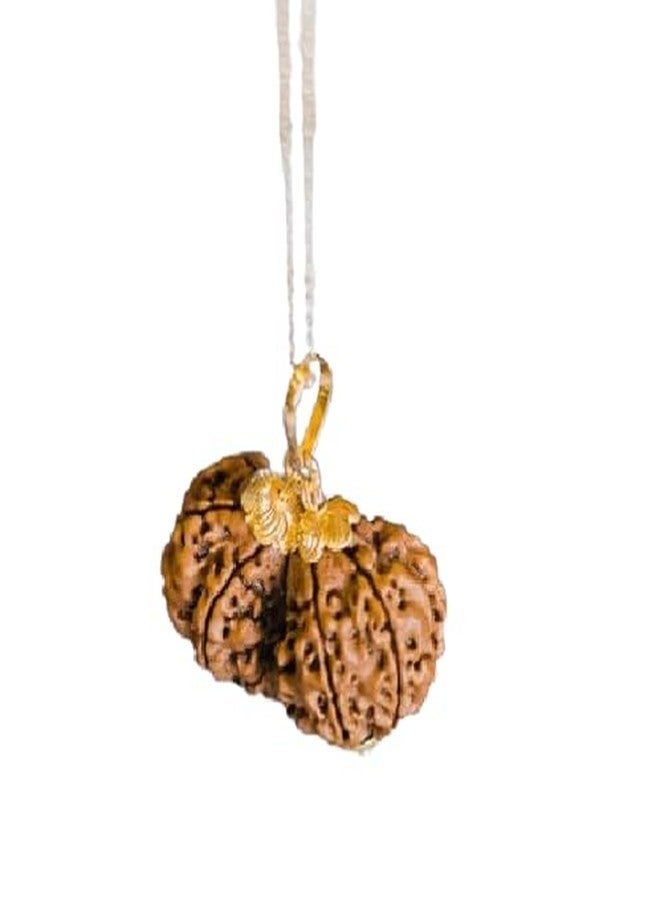IRIS GEMS Gauri Shankar Rudraksha أصلي نيبالي معتمد مقاس كبير नेपाली गौरी शंकर रुप्राक्ष Gowri Shankar Rudraksha نيبال جوري شانكار Shiv Gauri/Shiv Shakti Rudraskha حبة مقدسة نقية Rudraksha - Image 1