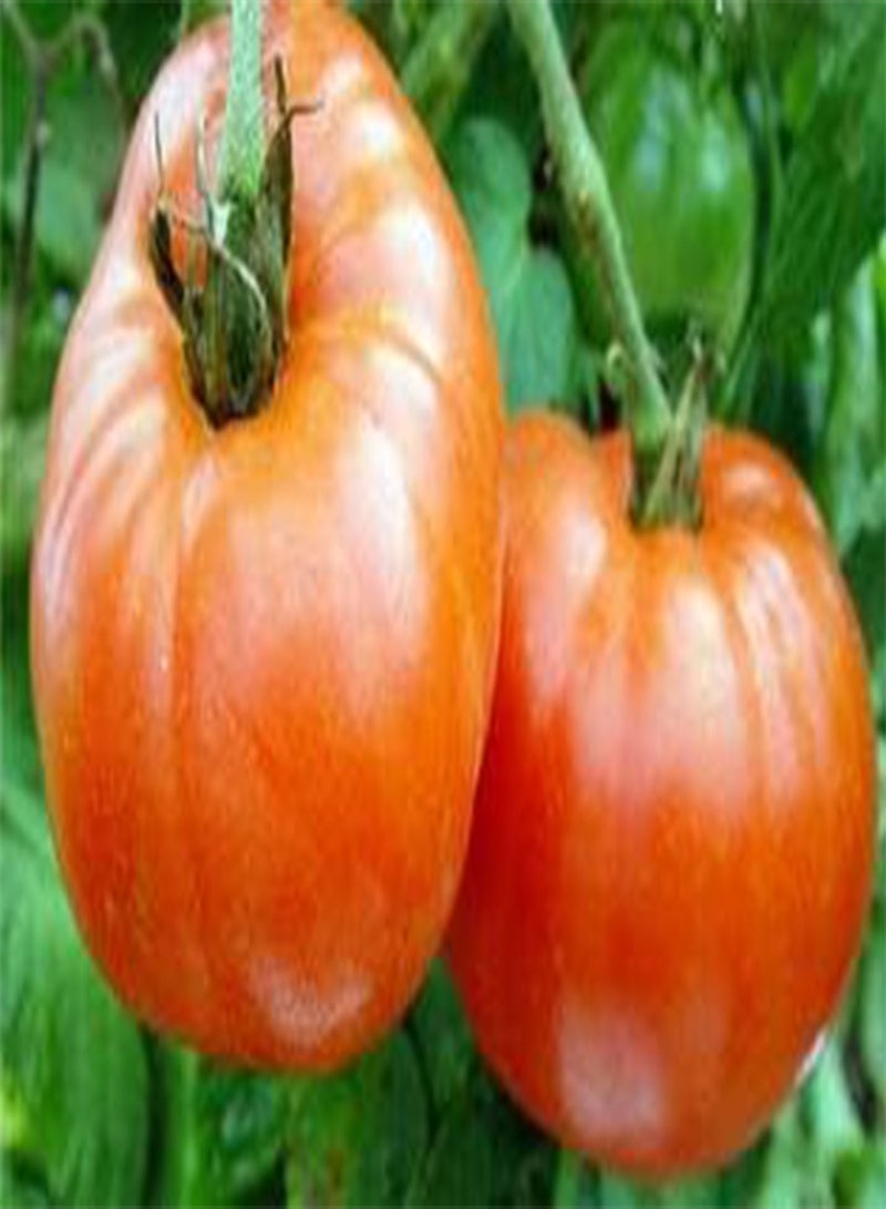 GGOOT Tomato Siletz 100 Seeds