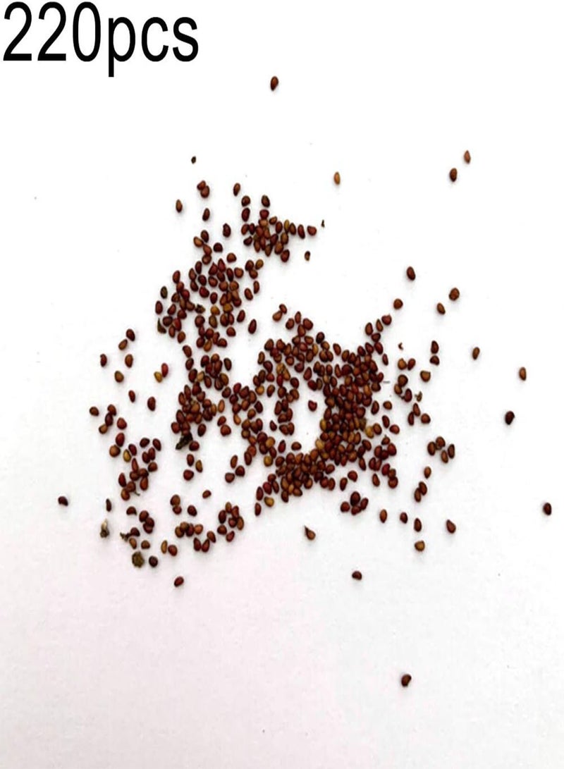 GGOOT 220Pcs Pink Strawberry Seeds,Bonsai Delicious Fruit Plant Garden Backyard Decor for Planting Garden Yard Outdoor 1 Strawberry Seeds - Image 2