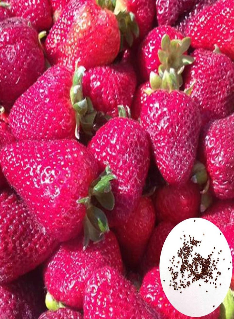 GGOOT 220Pcs Pink Strawberry Seeds,Bonsai Delicious Fruit Plant Garden Backyard Decor for Planting Garden Yard Outdoor 1 Strawberry Seeds - Image 1