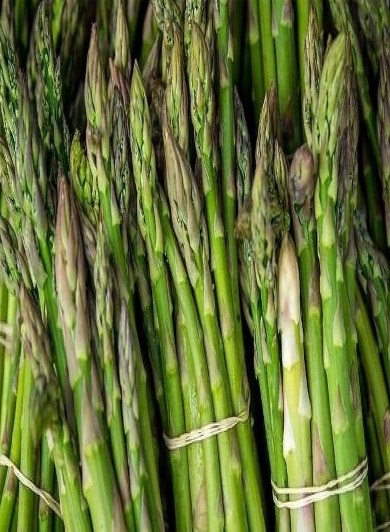 GGOOT Asparagus Seeds Vegetable Seeds for Planting UK Salad Seeds Kit for Garden-500 Pcs - Image 3