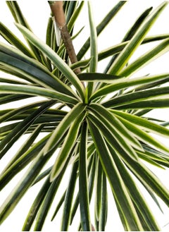 Garden Oasis Landscaping Tall Artificial Yucca Tree with Potted Design, Silk Leaves, Large Faux Branches and Modern Indoor Floor and Home Décor (160cm)  - Image 4