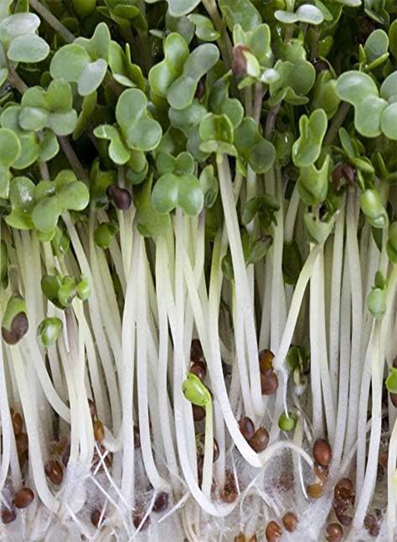 GGOOT Organic Microgreens Sprouting Broccoli Vegetable Seeds - Easy & Quick to Grow 30 Seeds - Image 1