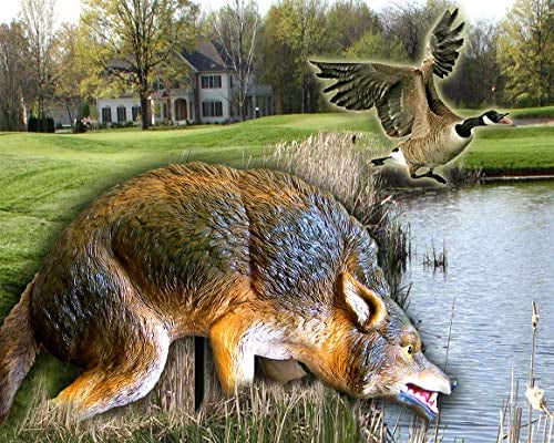 Bird-X 3D Coyote Decoy, Lifelike Predator Replica, Coyote Decoy with Moving Tail and Realistic Markings, Easy to Install, Covers up to 1 Acre of Land, 32"x8"x30" - Image 4