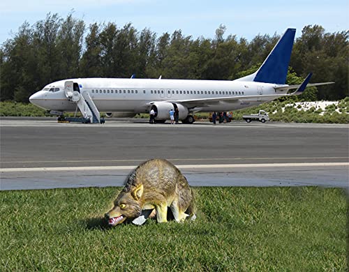 Bird-X 3D Coyote Decoy, Lifelike Predator Replica, Coyote Decoy with Moving Tail and Realistic Markings, Easy to Install, Covers up to 1 Acre of Land, 32"x8"x30" - Image 3